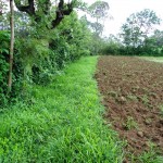grass strip around the field