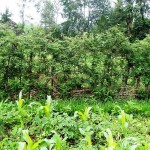 Sesbania is pruned and used as fodder source, in association with P.Riparium growing at a lower level.